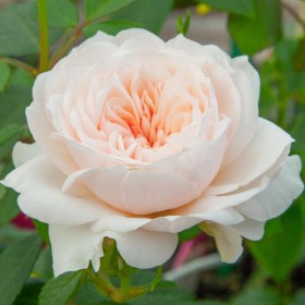 Rosal Trepador Grimpant SABRINA ® Meiptorius MEILLAND