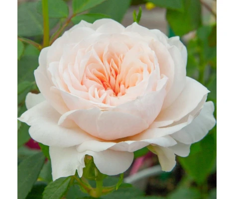 Rosal Trepador Grimpant SABRINA ® Meiptorius MEILLAND