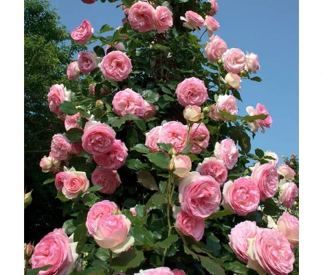 Rosal Perfumado Grimpant PIERRE DE RONSARD ® Meiviolin MEILLAND