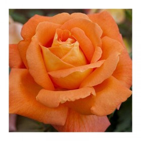 Rosal Louis De Funes- MEIRESTIF