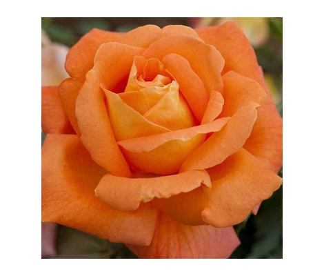 Rosal Louis De Funes- MEIRESTIF