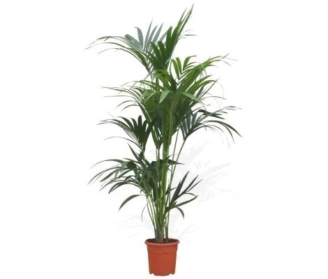 Kentia (Howea Forsteriana)
