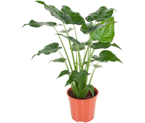 Alocasia Cucullata Ø17 cm H 55 cm