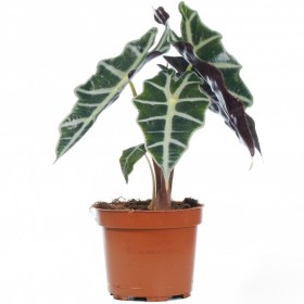 Alocasia Polly Ø17 cm H 40 cm