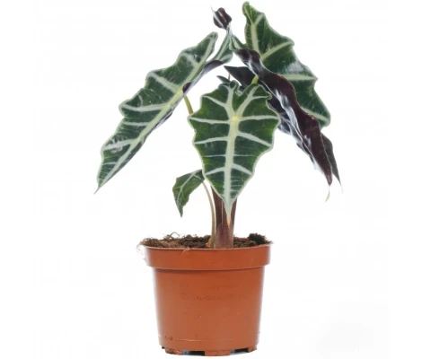 Alocasia Polly Ø17 cm H 40 cm