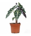 Alocasia Polly Ø17 cm H 40 cm
