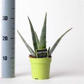 Aloe Vera Ø17 cm H35 cm