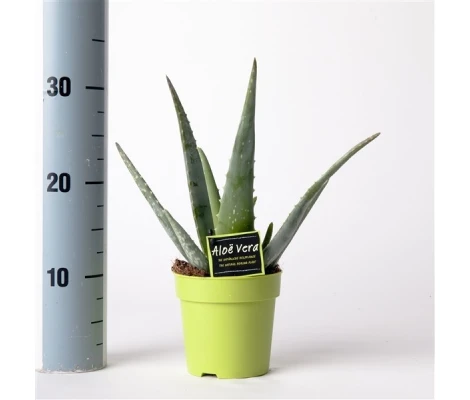 Aloe Vera Ø17 cm H35 cm