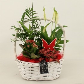 Decoración Surtido De Plantas Interior