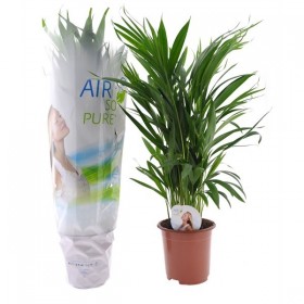 Areca (Dypsis lutescens) Ø14 cm H50 cm