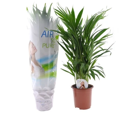 Areca (Dypsis lutescens) Ø14 cm H50 cm