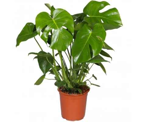 Costilla De Adan o Monstera Deliciosa Ø14cm H45cm y  Ø21cm H75cm