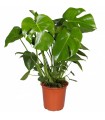 Costilla De Adan o Monstera Deliciosa Ø14cm H45cm y  Ø21cm H75cm