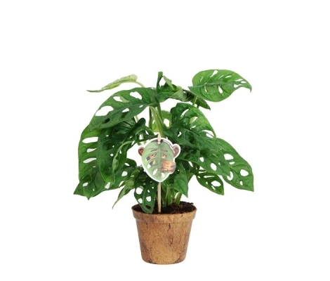 Monstera Obliqua Ø12cm H25 cm