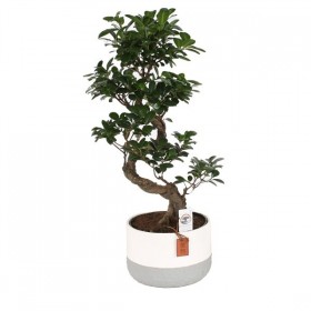 Ficus Ginseng  Bonsai Ø23 cm H60 cm