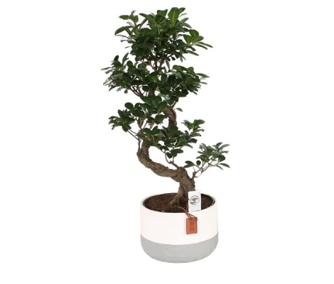 Ficus Ginseng  Bonsai Ø23 cm H60 cm
