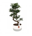 Ficus Ginseng  Bonsai Ø23 cm H60 cm