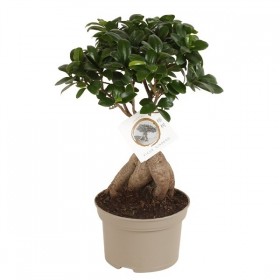 Ficus Ginseng Bonsai Ø15 cm H40 cm