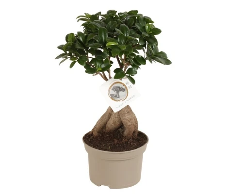 Ficus Ginseng Bonsai Ø15 cm H40 cm