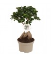 Ficus Ginseng Bonsai Ø15 cm H40 cm