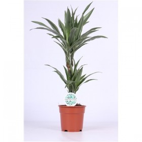 Dracaena Warneckei Ø17 cm H65 cm