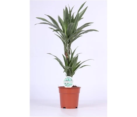 Dracaena Warneckei Ø17 cm H65 cm