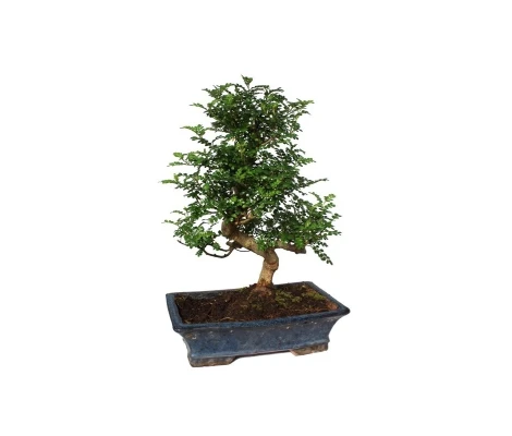 Bonsai Ilex Crenata Ø20 cm H30 cm