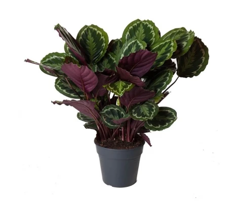 Calathea Medallion Ø14 cm H50 cm