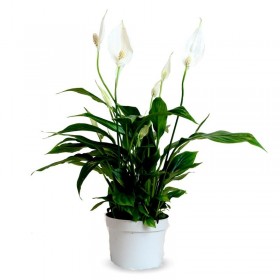 Spathiphylium Ø13 cm H40 cm