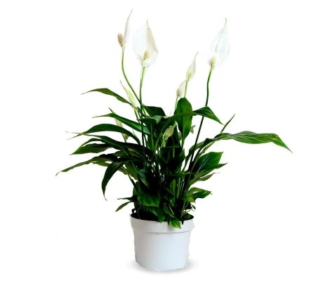 Spathiphylium Ø13 cm H40 cm