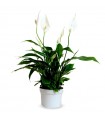 Spathiphylium Ø13 cm H40 cm