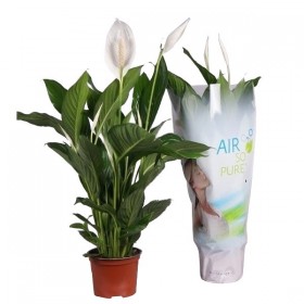 Spathiphylium Ø17 cm H70 cm