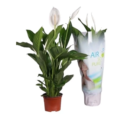 Spathiphylium Ø17 cm H70 cm