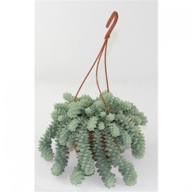 Sedum Burrito Ø14cm H25 cm