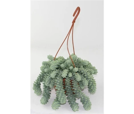 Sedum Burrito Ø14cm H25 cm