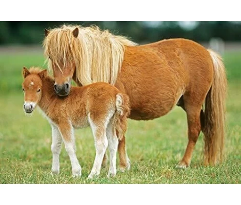 Schmidt Spiele  Caballos, Puzzle- Box