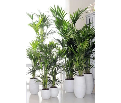 Kentia (Howea Forsteriana)