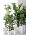 Kentia (Howea Forsteriana)