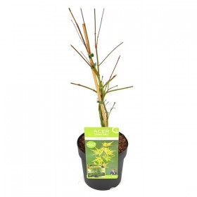 Acer Palmatum Emerald Lace  Ø19 cm H45 cm