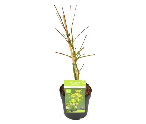 Acer Palmatum Emerald Lace  Ø19 cm H45 cm