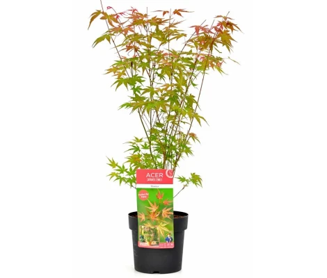 Acer Palmatum Phoenix  Ø19 cm H45 cm