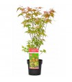 Acer Palmatum Phoenix  Ø19 cm H45 cm