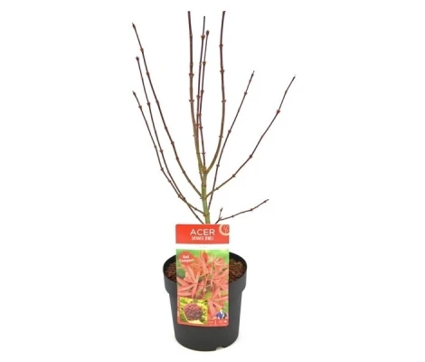 Acer Palmatum Shaina Red Ø19 cm H40 cm