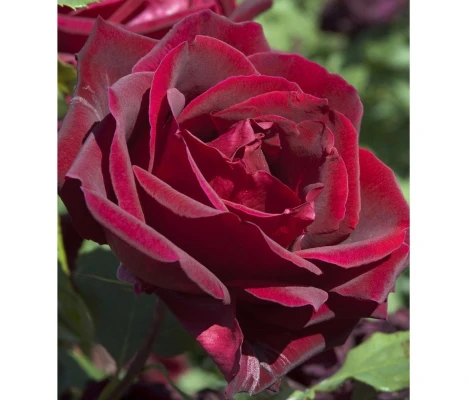 Rosal PAPA MEILLAND-Meicesar