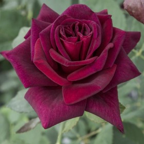 Rosal Black Perfumela Meilland (Meizhoro)