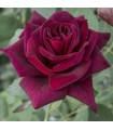 Rosal Black Perfumela Meilland (Meizhoro)