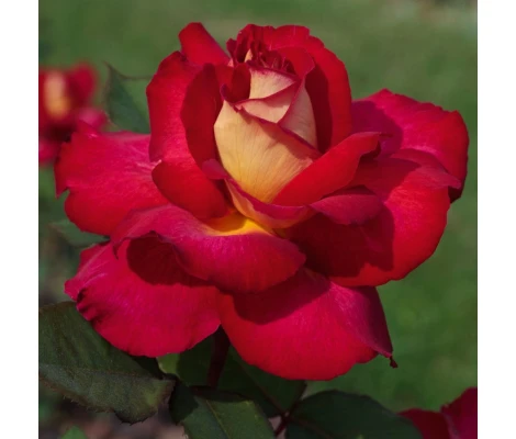 Rosal BOLSHOI ® Meizuzes