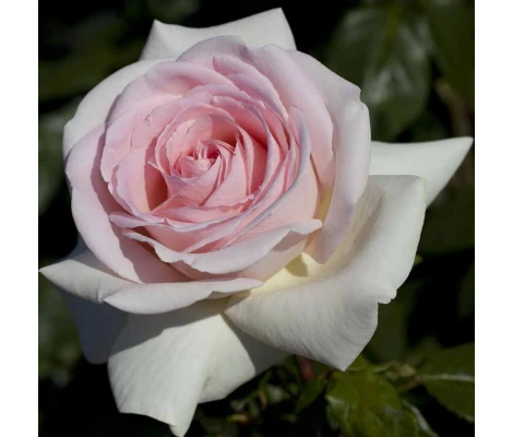 Rosal Prince Jardinier ® MEILLAND