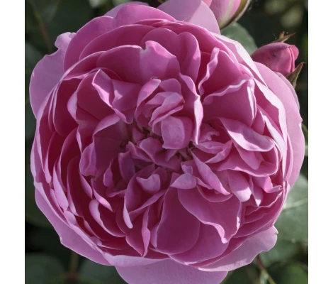 Rosal Trepador Grimpant ALLEGRO ® Meilland