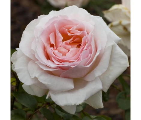 Rosal Andre Le Notre ® Meilland